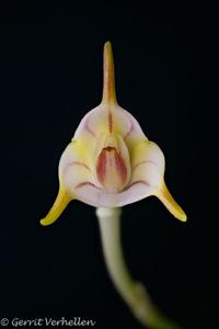 Masdevallia rimarima-alba