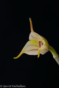 Masdevallia rimarima-alba