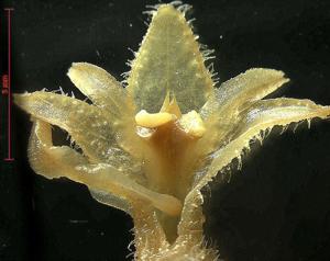 Discyphus scopulariae