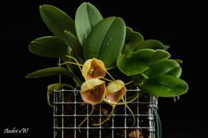 Masdevallia ariasii