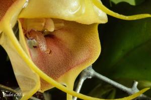 Masdevallia ariasii