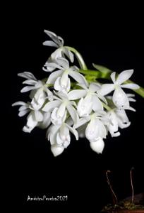 Epidendrum hugomedinae