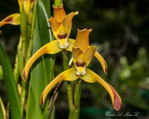 Maxillaria longipetala