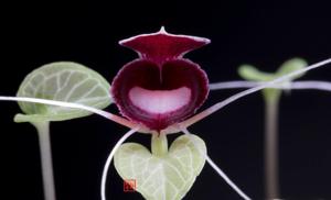 Corybas pictus