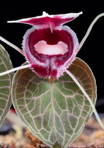 Corybas pictus