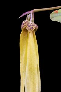 Bulbophyllum thiurum