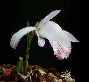 Pleione coronaria