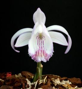 Pleione coronaria