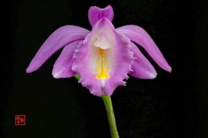 Pleione aurita