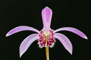 Pleione limprichtii