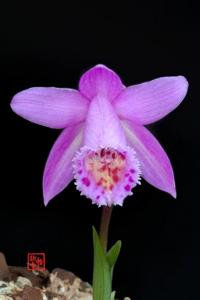 Pleione scopulorum