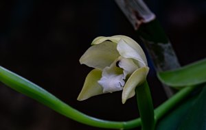 Cattleya virens