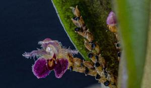 Anathallis laciniata