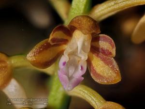 Cleisostoma tenuifolium