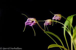 Masdevallia yungasensis