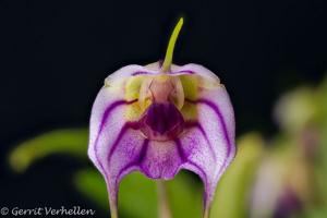 Masdevallia yungasensis