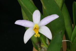 Cattleya longipes