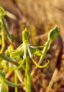 Bonatea porrecta