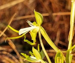 Bonatea porrecta