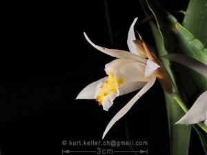 Coelogyne cumingii