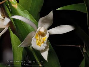 Coelogyne cumingii