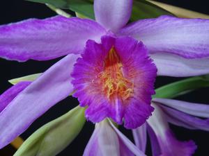 Thunia bensoniae