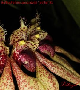 Bulbophyllum annandalei