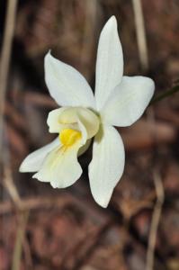 Spathoglottis eburnea