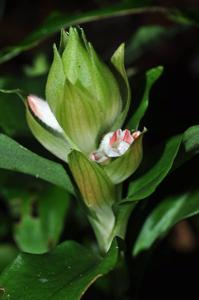 Herpysma longicaulis