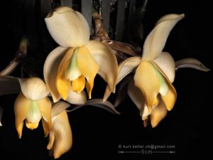 Stanhopea tricornis