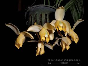 Stanhopea tricornis