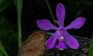 Encyclia dichroma