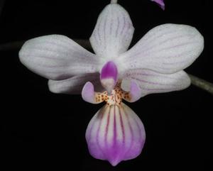 Phalaenopsis lindenii