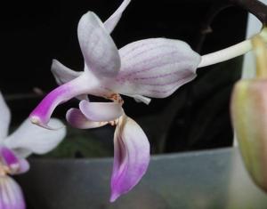 Phalaenopsis lindenii