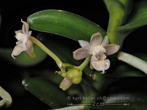 Pelatantheria bicuspidata