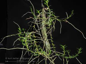 Pelatantheria bicuspidata