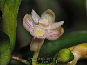 Pelatantheria bicuspidata