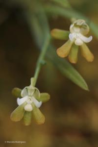 Centroglossa nunes-limae