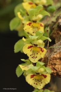 Chytroglossa aurata