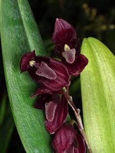 Pleurothallis restrepioides