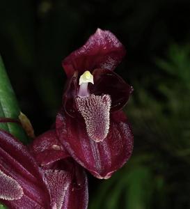 Pleurothallis restrepioides