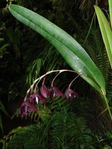 Pleurothallis restrepioides