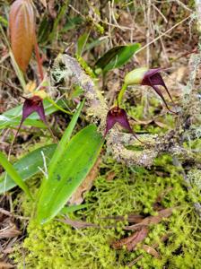 Masdevallia cucullata