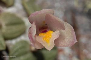 Constantia cristinae