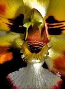 Huntleya wallisii