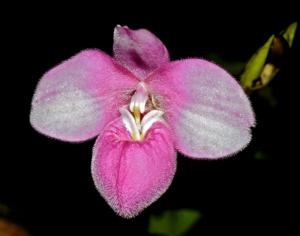 Phragmipedium fischeri