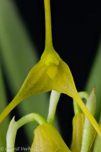 Masdevallia herradurae