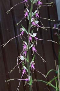Himantoglossum calcaratum subsp. rumelicum