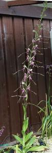 Himantoglossum calcaratum subsp. rumelicum