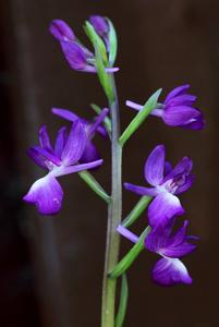 Anacamptis laxiflora